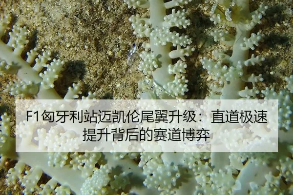 F1匈牙利站迈凯伦尾翼升级：直道极速提升背后的赛道博弈